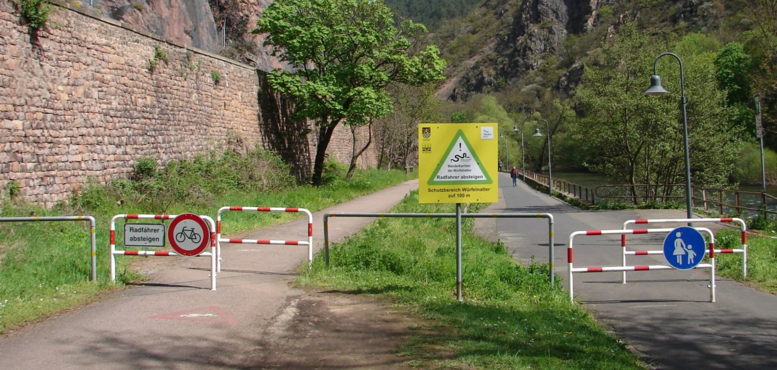 Würfelnattern am Felseneck wandern wieder – Radfahrer bitte absteigen ...