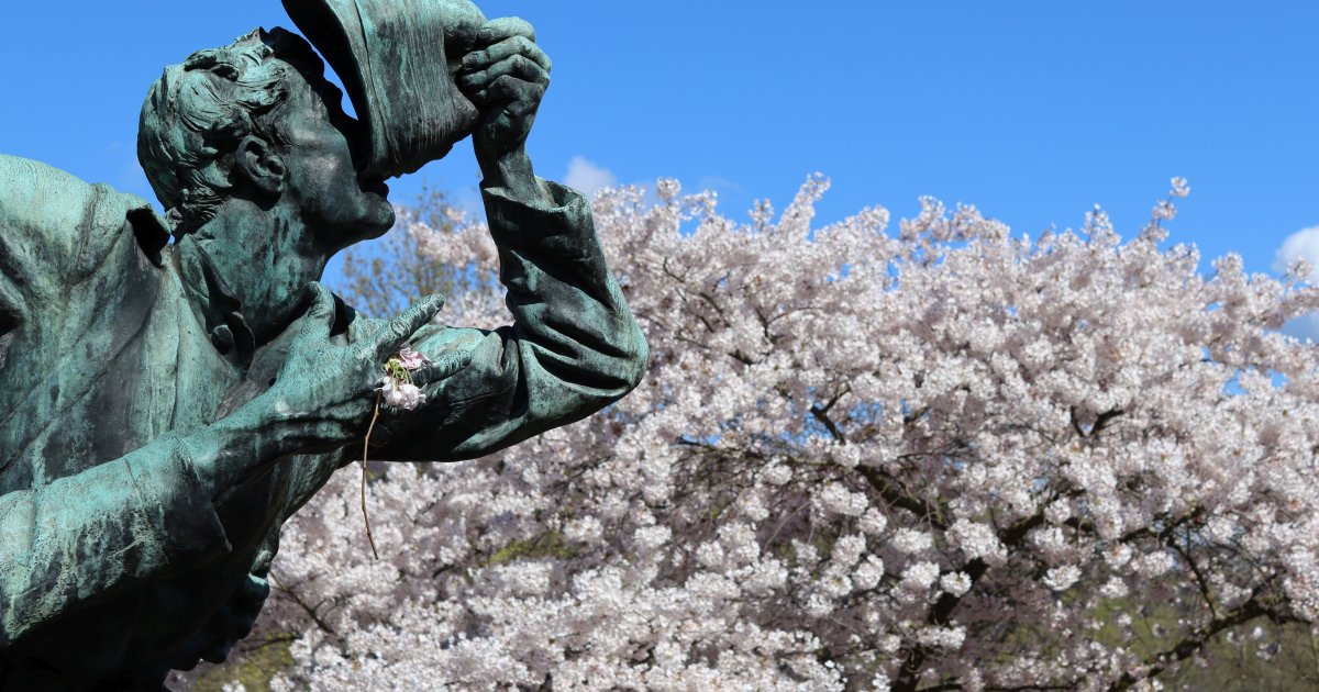 Kirschblüte hat auf der Roseninsel in Bad Kreuznach begonnen Stadt